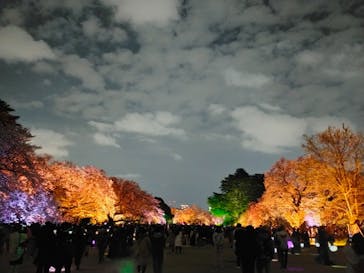 NAKED 桜の新宿御苑 2023に投稿された画像（2023/4/2）