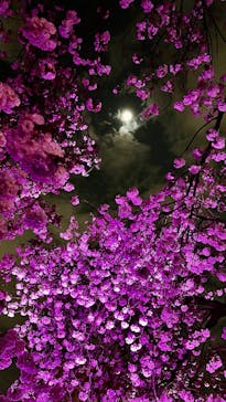 NAKED 桜の新宿御苑 2023に投稿された画像（2023/4/2）