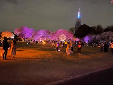 NAKED 桜の新宿御苑 2023に投稿された画像（2023/4/3）