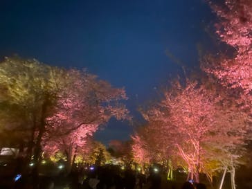 『NAKED FLOWERS 2023 桜 世界遺産・二条城』に投稿された画像（2023/4/3）