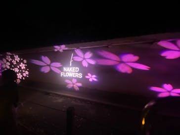 『NAKED FLOWERS 2023 桜 世界遺産・二条城』に投稿された画像（2023/4/3）