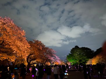 NAKED 桜の新宿御苑 2023に投稿された画像（2023/4/3）