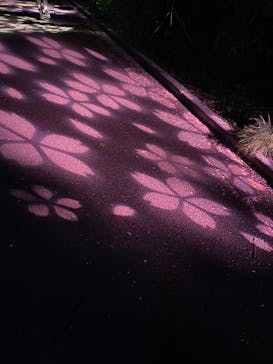 NAKED 桜の新宿御苑 2023に投稿された画像（2023/4/3）