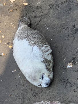 伊豆・三津シーパラダイスに投稿された画像（2023/4/1）
