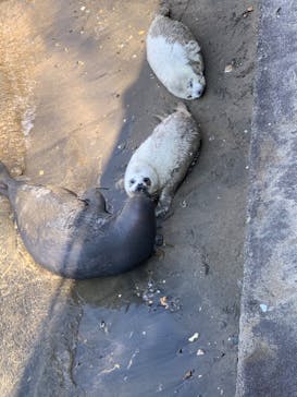 伊豆・三津シーパラダイスに投稿された画像（2023/4/1）