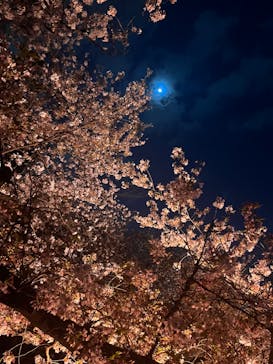 NAKED 桜の新宿御苑 2023に投稿された画像（2023/4/3）