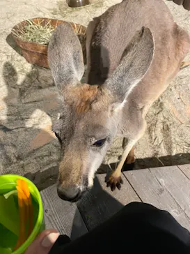 ひらかたパークに投稿された画像（2023/4/3）