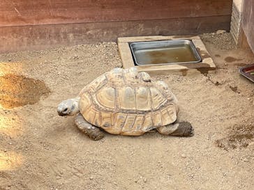 淡路ファームパーク イングランドの丘に投稿された画像（2023/4/3）