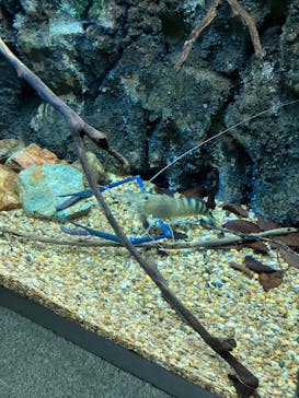 世界淡水魚園水族館　アクア・トトぎふに投稿された画像（2023/4/3）