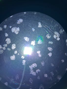 サンシャイン水族館に投稿された画像（2023/4/3）