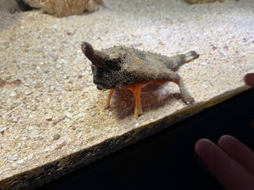 サンシャイン水族館に投稿された画像（2023/4/3）