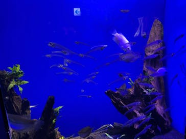 サンシャイン水族館に投稿された画像（2023/4/3）
