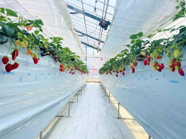 (株)みどりやファームに投稿された画像（2023/4/3）