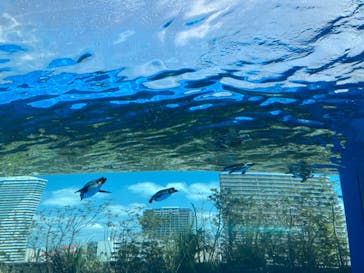 サンシャイン水族館に投稿された画像（2023/4/3）