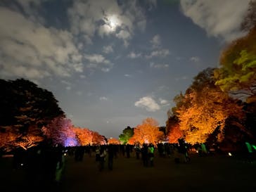 NAKED 桜の新宿御苑 2023に投稿された画像（2023/4/3）