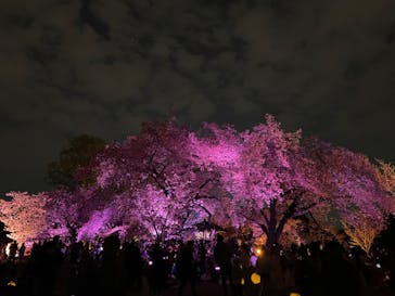 NAKED 桜の新宿御苑 2023に投稿された画像（2023/4/3）