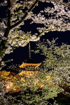 三溪園に投稿された画像（2023/4/3）