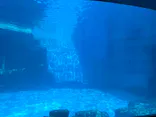 名古屋港水族館に投稿された画像（2023/4/3）