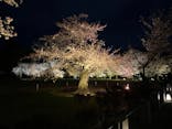 『NAKED FLOWERS 2023 桜 世界遺産・二条城』に投稿された画像（2023/4/3）