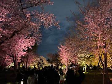 『NAKED FLOWERS 2023 桜 世界遺産・二条城』に投稿された画像（2023/4/3）