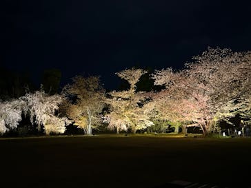 『NAKED FLOWERS 2023 桜 世界遺産・二条城』に投稿された画像（2023/4/3）