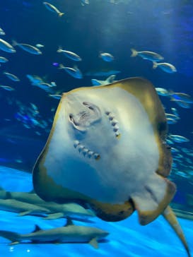 島根県立 しまね海洋館に投稿された画像（2023/4/3）