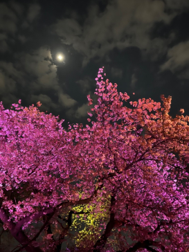 NAKED 桜の新宿御苑 2023に投稿された画像（2023/4/3）