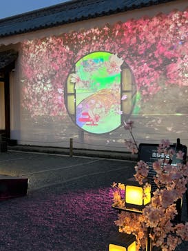 『NAKED FLOWERS 2023 桜 世界遺産・二条城』に投稿された画像（2023/4/3）