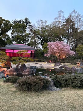 『NAKED FLOWERS 2023 桜 世界遺産・二条城』に投稿された画像（2023/4/3）