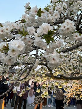 『NAKED FLOWERS 2023 桜 世界遺産・二条城』に投稿された画像（2023/4/3）