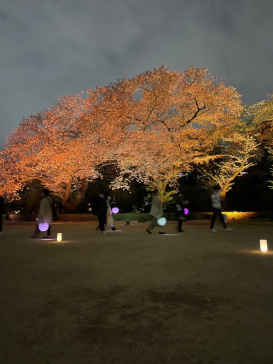 NAKED 桜の新宿御苑 2023に投稿された画像（2023/4/3）