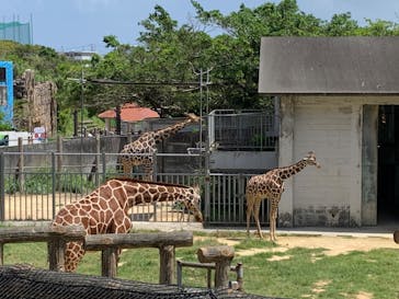 沖縄こどもの国に投稿された画像（2023/4/3）