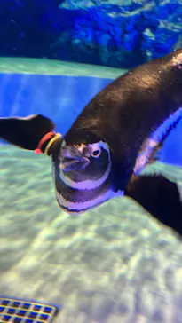 すみだ水族館に投稿された画像（2023/4/3）