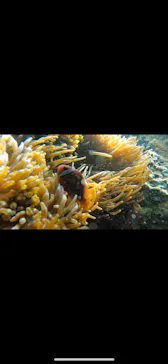 武藤潜水に投稿された画像（2023/4/3）