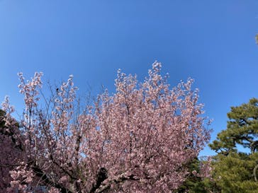 元離宮二条城に投稿された画像（2023/4/3）