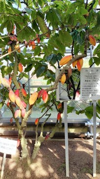 熱川バナナワニ園に投稿された画像（2023/4/3）