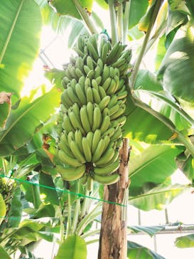 熱川バナナワニ園に投稿された画像（2023/4/3）