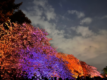 NAKED 桜の新宿御苑 2023に投稿された画像（2023/4/3）