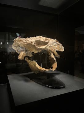 特別展「恐竜博2023」に投稿された画像（2023/4/3）