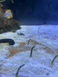 名古屋港水族館に投稿された画像（2023/4/3）