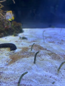 名古屋港水族館に投稿された画像（2023/4/3）