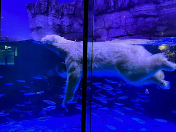 横浜・八景島シーパラダイスに投稿された画像（2023/4/3）