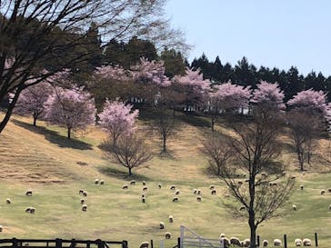伊香保グリーン牧場に投稿された画像（2023/4/3）