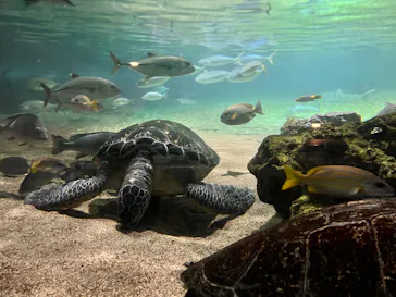 横浜・八景島シーパラダイスに投稿された画像（2023/4/3）