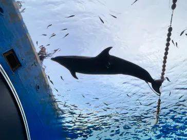 横浜・八景島シーパラダイスに投稿された画像（2023/4/3）