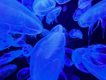 横浜・八景島シーパラダイスに投稿された画像（2023/4/3）