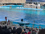 名古屋港水族館に投稿された画像（2023/4/3）