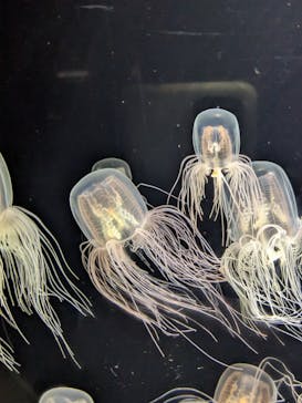 下田海中水族館に投稿された画像（2023/4/3）