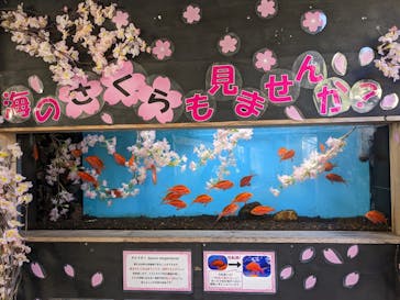 下田海中水族館に投稿された画像（2023/4/3）