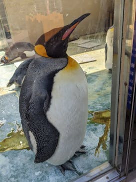 下田海中水族館に投稿された画像（2023/4/3）
